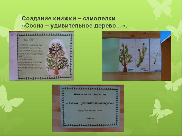 Исследовательская работа по познавательному развитию: " Удивительное дерево - сосна"