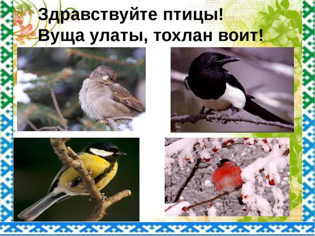 "Птицы ЯНАО и Шурышкарского района"
