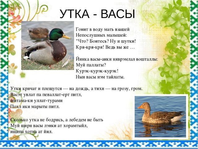 "Птицы ЯНАО и Шурышкарского района"