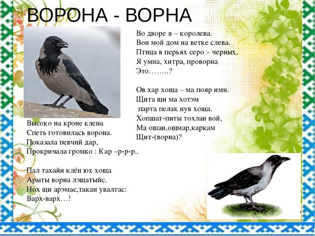 "Птицы ЯНАО и Шурышкарского района"
