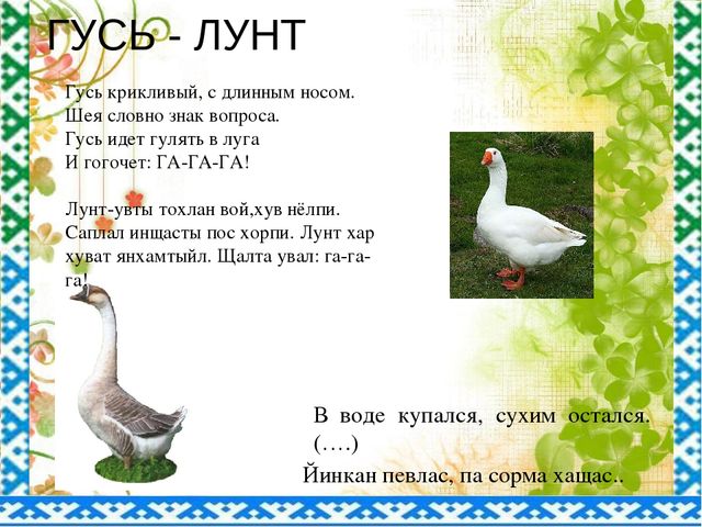 "Птицы ЯНАО и Шурышкарского района"