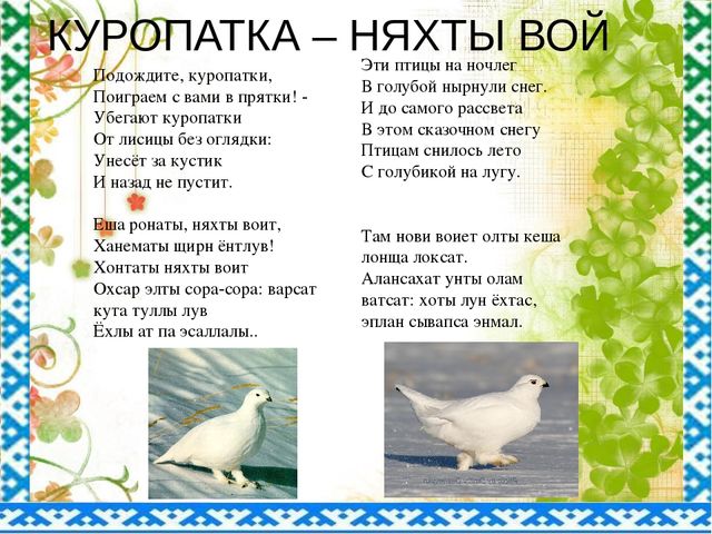 "Птицы ЯНАО и Шурышкарского района"