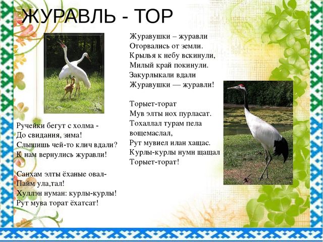 "Птицы ЯНАО и Шурышкарского района"