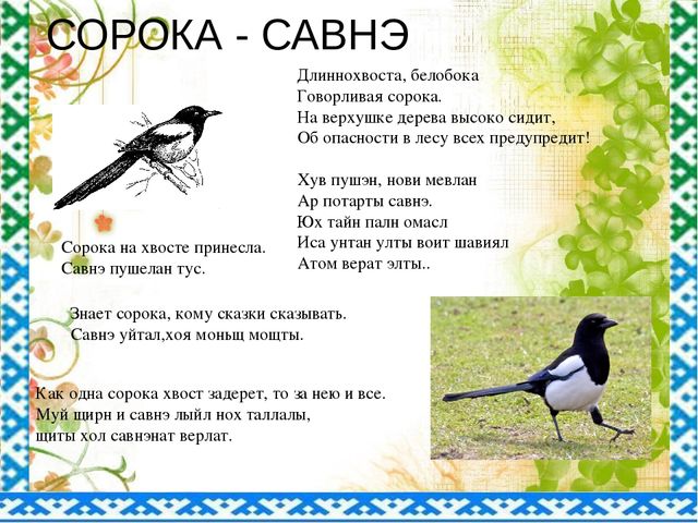"Птицы ЯНАО и Шурышкарского района"