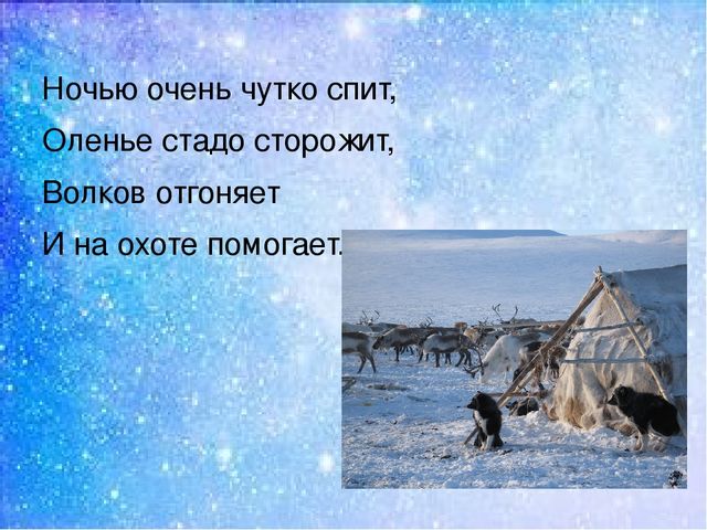 Презентация:"Мы на севере живём"