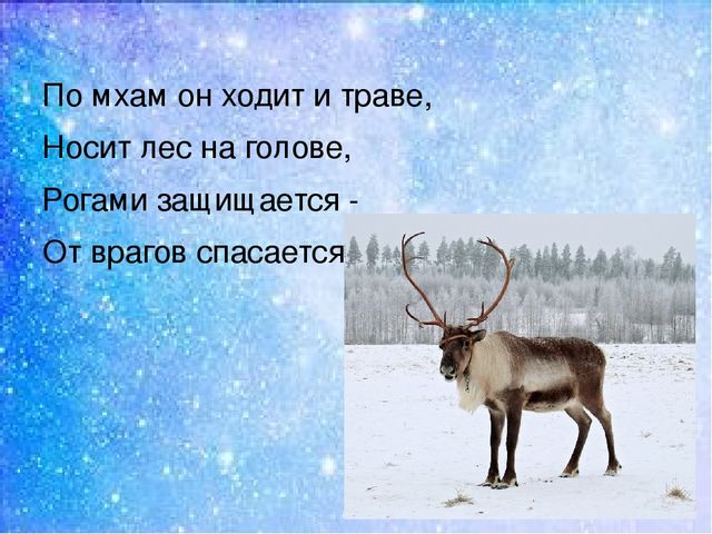 Презентация:"Мы на севере живём"