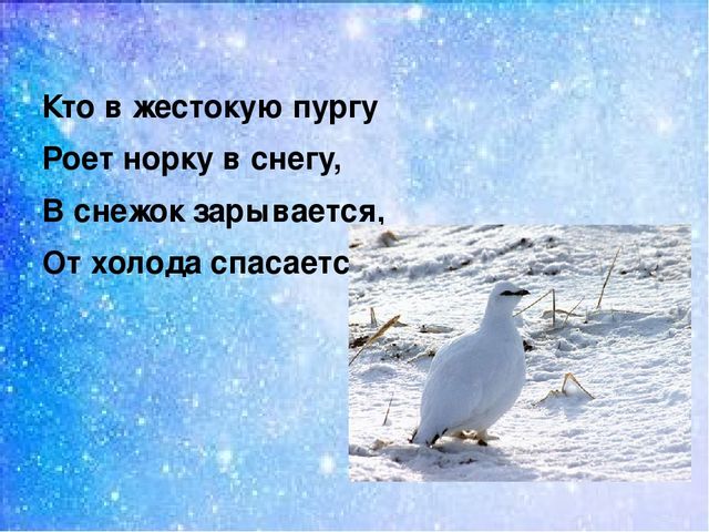 Презентация:"Мы на севере живём"