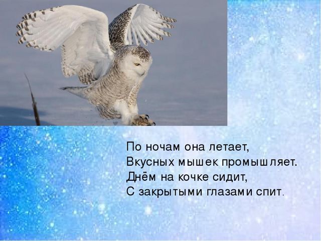 Презентация:"Мы на севере живём"