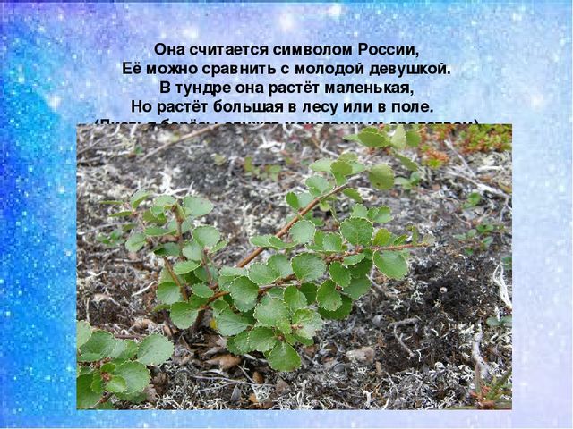 Презентация:"Мы на севере живём"