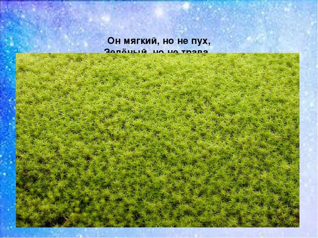 Презентация:"Мы на севере живём"