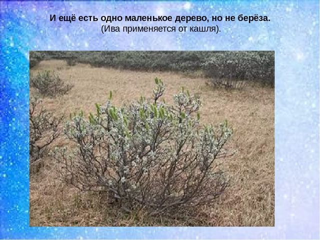 Презентация:"Мы на севере живём"