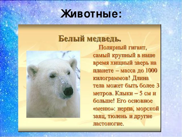 Презентация:"Мы на севере живём"