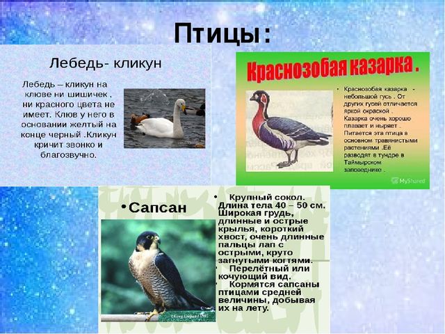 Презентация:"Мы на севере живём"