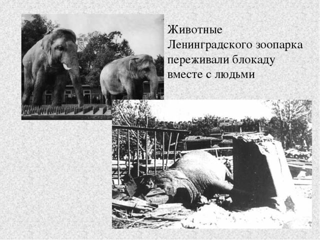 Презентация к занятию "Блокада Ленинграда"