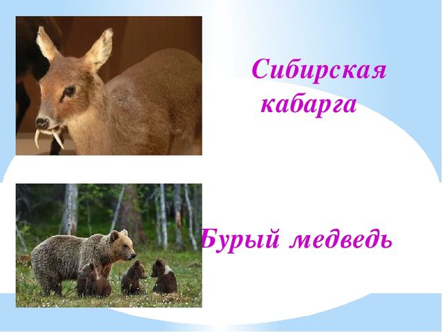 Презентация на тему "Заповедники, заказники и национальные парки Заб. края".