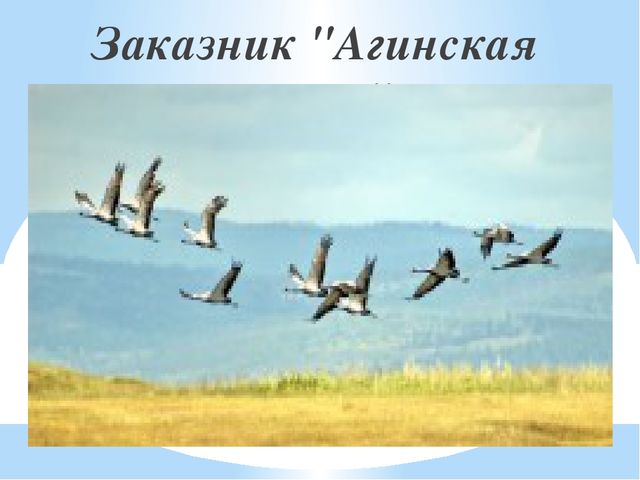Презентация на тему "Заповедники, заказники и национальные парки Заб. края".