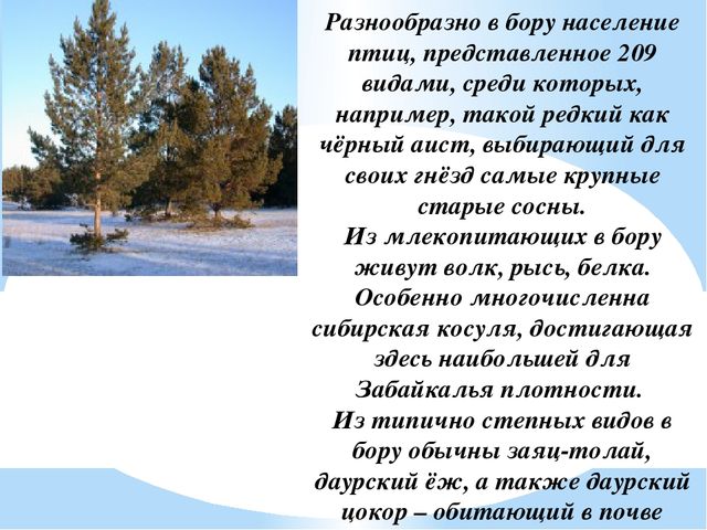 Презентация на тему "Заповедники, заказники и национальные парки Заб. края".