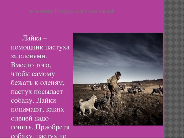 Презентация по НПК на тему: " Якутская лайка-мой верный друг"