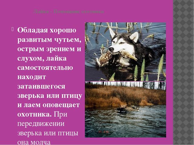 Презентация по НПК на тему: " Якутская лайка-мой верный друг"