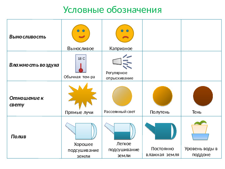 Презентация по экологии на тему " Паспорт комнатных растений для первой младшей группы"
