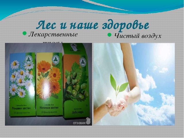 Презентация по экологии на тему "Лес в жизни человека для детей 6- 7 лет"