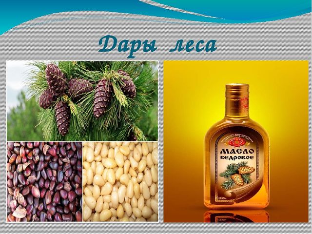 Презентация по экологии на тему "Лес в жизни человека для детей 6- 7 лет"