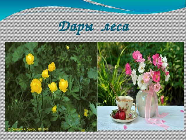 Презентация по экологии на тему "Лес в жизни человека для детей 6- 7 лет"