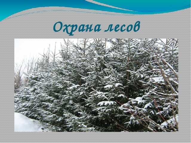 Презентация по экологии на тему "Лес в жизни человека для детей 6- 7 лет"
