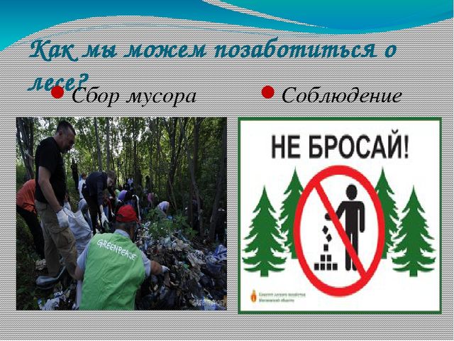 Презентация по экологии на тему "Лес в жизни человека для детей 6- 7 лет"