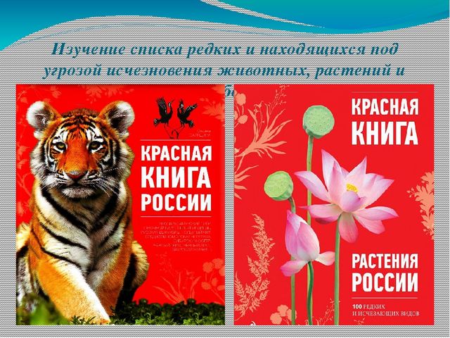 Презентация по экологии на тему "Лес в жизни человека для детей 6- 7 лет"