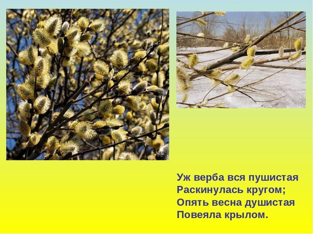 Презентация "В гости к весне"