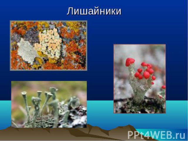 Презентация по познавательному развитию на тему"Путешествие за полярный круг"