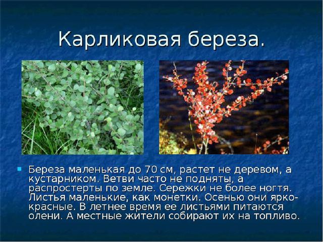Презентация по познавательному развитию на тему"Путешествие за полярный круг"