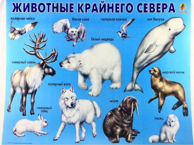 Презентация по познавательному развитию на тему"Путешествие за полярный круг"