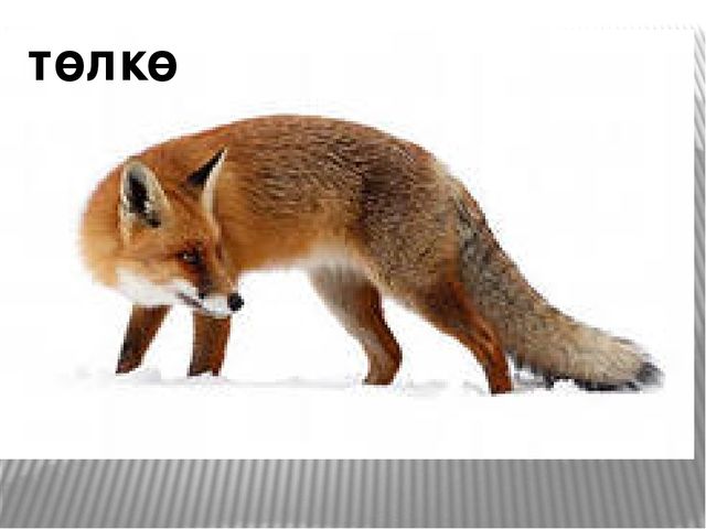 Презентация по развитию речи на тему "Төлкө беҙҙә ҡунаҡта"