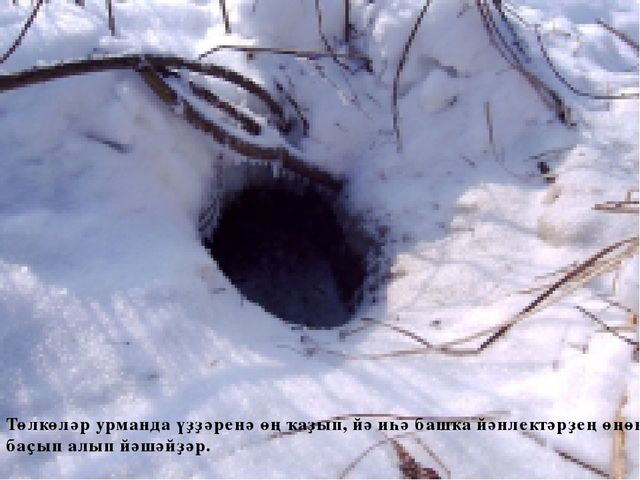 Презентация по развитию речи на тему "Төлкө беҙҙә ҡунаҡта"