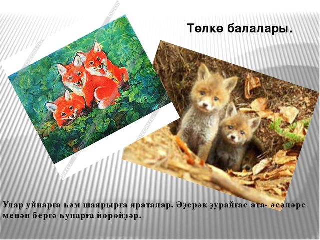 Презентация по развитию речи на тему "Төлкө беҙҙә ҡунаҡта"