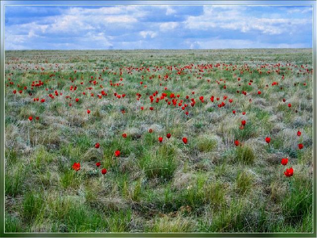 Дикие животные в степи.
