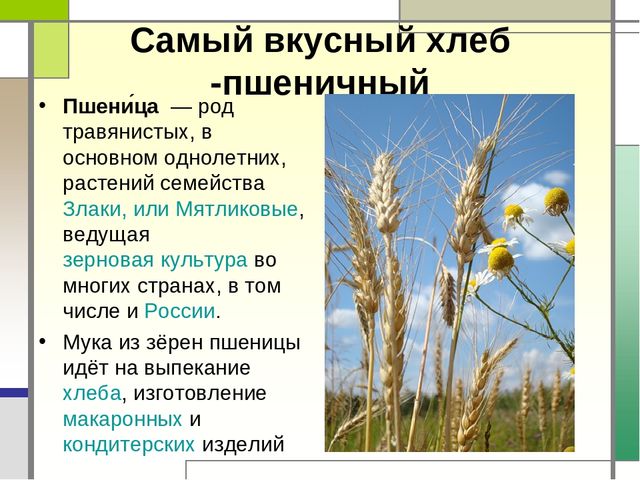 Презентация "Хлеб всему голова"