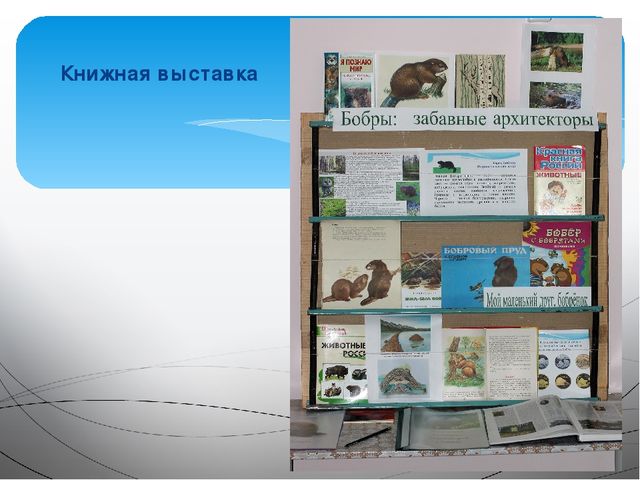 Занятие на тему: "Эти удивительные животные - бобры"