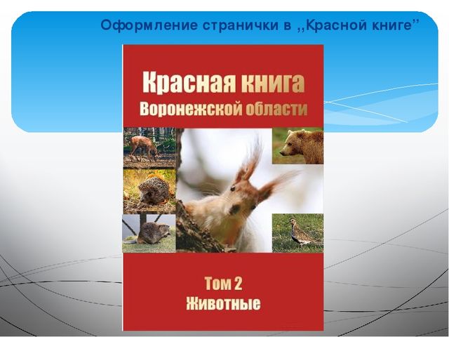 Занятие на тему: "Эти удивительные животные - бобры"