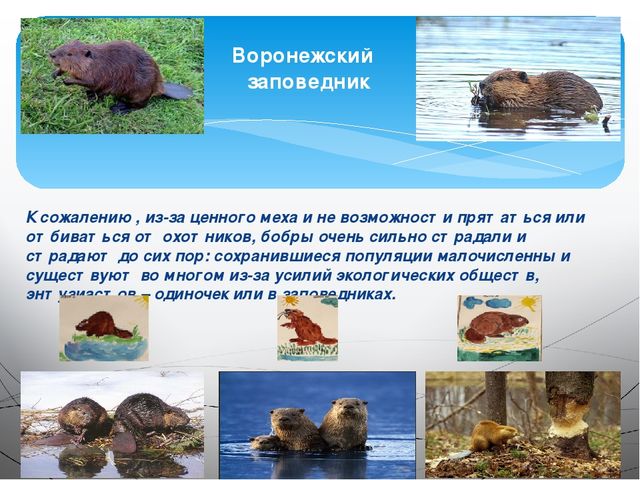 Занятие на тему: "Эти удивительные животные - бобры"
