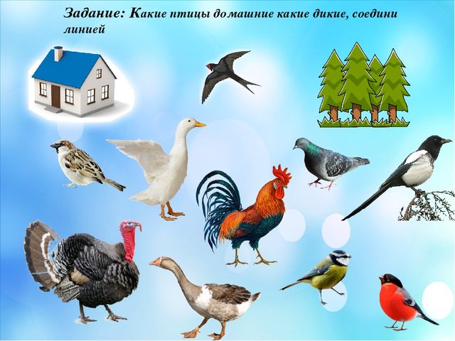 Презентация по краеведение "Мой край родной Мендыкара"