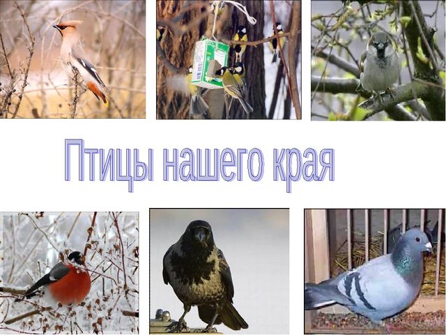 Презентация по ознакомлению с окружающим в старшей группе на тему "Зимующие птицы"