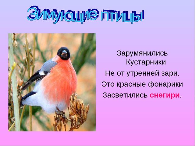 Презентация по ознакомлению с окружающим в старшей группе на тему "Зимующие птицы"
