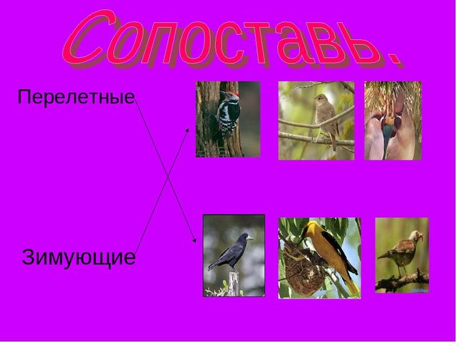 Презентация по ознакомлению с окружающим в старшей группе на тему "Зимующие птицы"