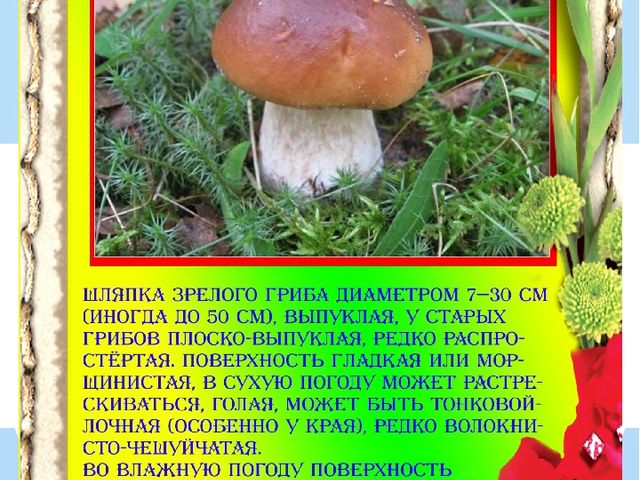 Презентация "Разновидности грибов" Основы экологии