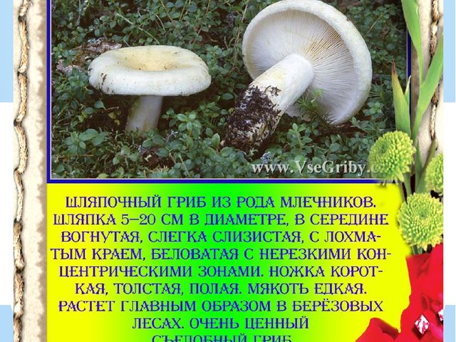Презентация "Разновидности грибов" Основы экологии