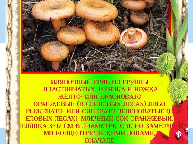 Презентация "Разновидности грибов" Основы экологии