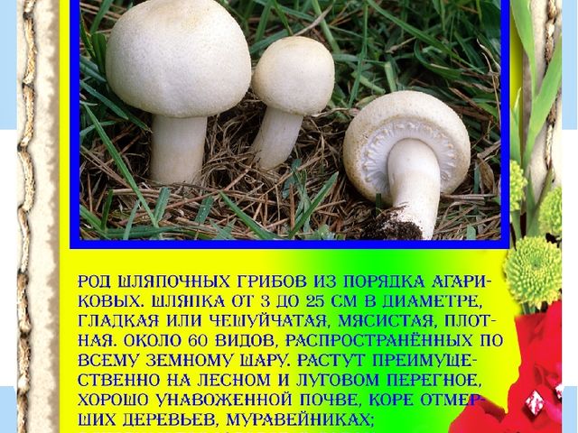 Презентация "Разновидности грибов" Основы экологии
